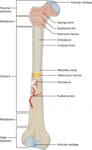 Knoglens anatomiske opbygning