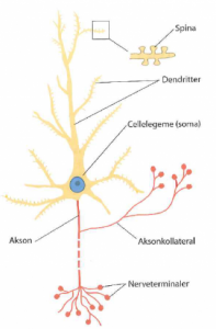 Neuronets opbygning