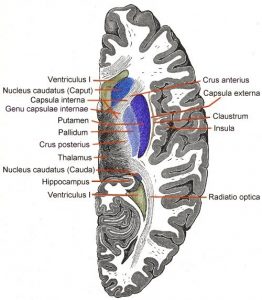 Capsula interna