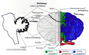 Cerebellum
