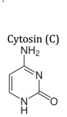 Cytosin