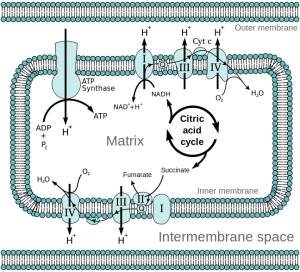 Elektrontransportkæden