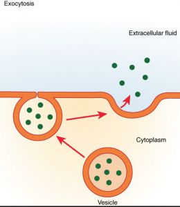 Exocytose