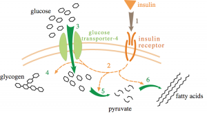 Insulins virkning på GLUT4 translokation 