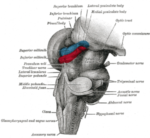 Mecencephalon-post-lat