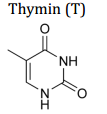 Thymin