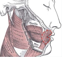 m-orbicularis-oris