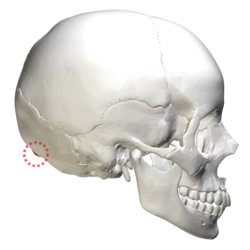250px-external_occipital_protuberance_-_lateral_view2