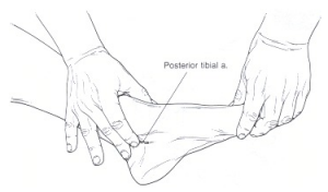 a-tibialis-posterior-puls
