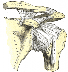 AC-leddet. Scapula set anteriort.