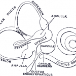 Ampulla