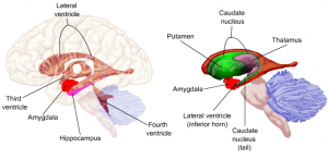 Amygdala hvor ventriklerne kan ses.