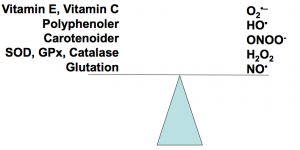 Ligevægt ved oxidative stress