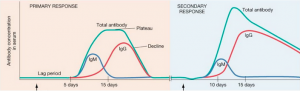 Primær og sekundær antistofrespons