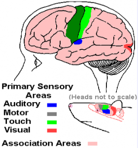 associationscortex