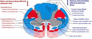 baner-medulla-spinalis