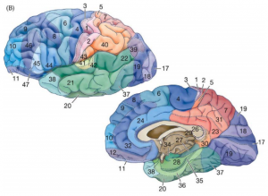 Brodmann områder i hjernen