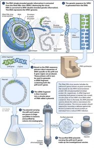 dna-vaccine