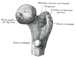 Femurs proksimale ende