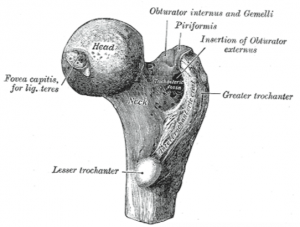 femur-proximale-del