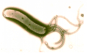 Helicobacter pylori