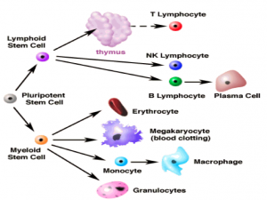 Hæmatopoiesen