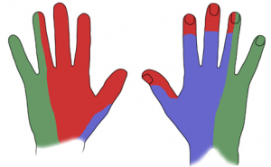 Sensorisk innervation. n. ulnaris = grøn, n. medianus = rød, n. radialis = blå