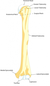 Humerus