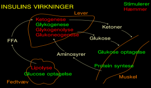 Insulins virkning. Ved insulinmangel forstærkes de gule pile.