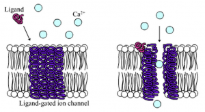 ionotrope-receptorer
