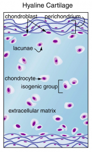 isogengruppe