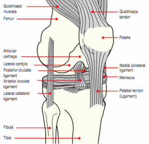 knae-ligamenter
