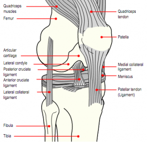 Knæets ligamenter