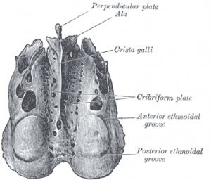 Lamina cribosa