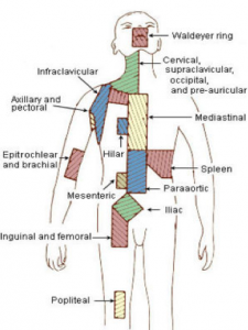 Lymfeknuders placering i kroppen