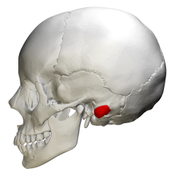 Processus mastoideus