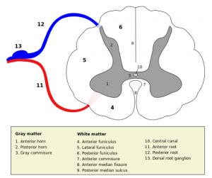 1 = Ventralhornet 2 = Dorsalhornet