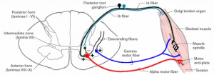 motorneuron