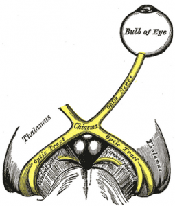 n. opticus