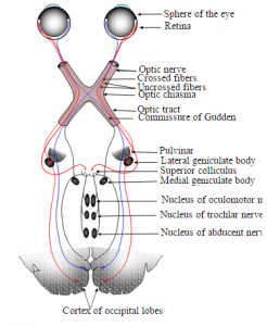 Nc. abducens ift. n. opticus' forløb