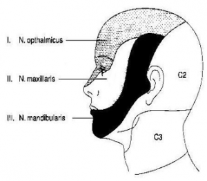 n. trigeminus og dets grene