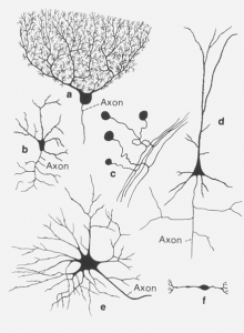 F = Bipolært neuron