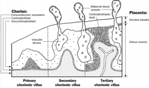Placentamembranen