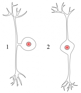1 = Pseudounipollær neuron, 2 = Bipolær neuron