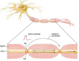 Neuronerne er myelinerede i en myelinskede, så der opstår ranvierske indsnøringer.