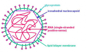 rubella