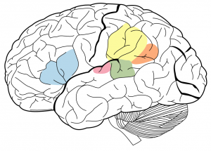 Orange = Gyrus angularis, Gul = Gyrus supramarginalis, Blå = Brocas sprogområde, Grøn = Wernickes sprogområde, Lyserørd = Primær hørecortex