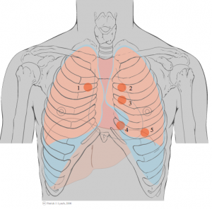 Stetoskopi punkter 1. Aorta område 2. Pulmonær område 3. Erb's punkt 4. Tricuspidal område 5. Mitralområde