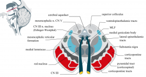 substantia-nigra-tvaersnit