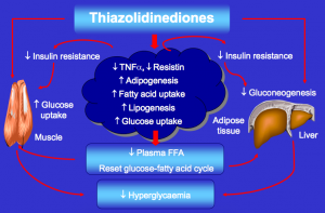 Thiazolidinedioners virkning